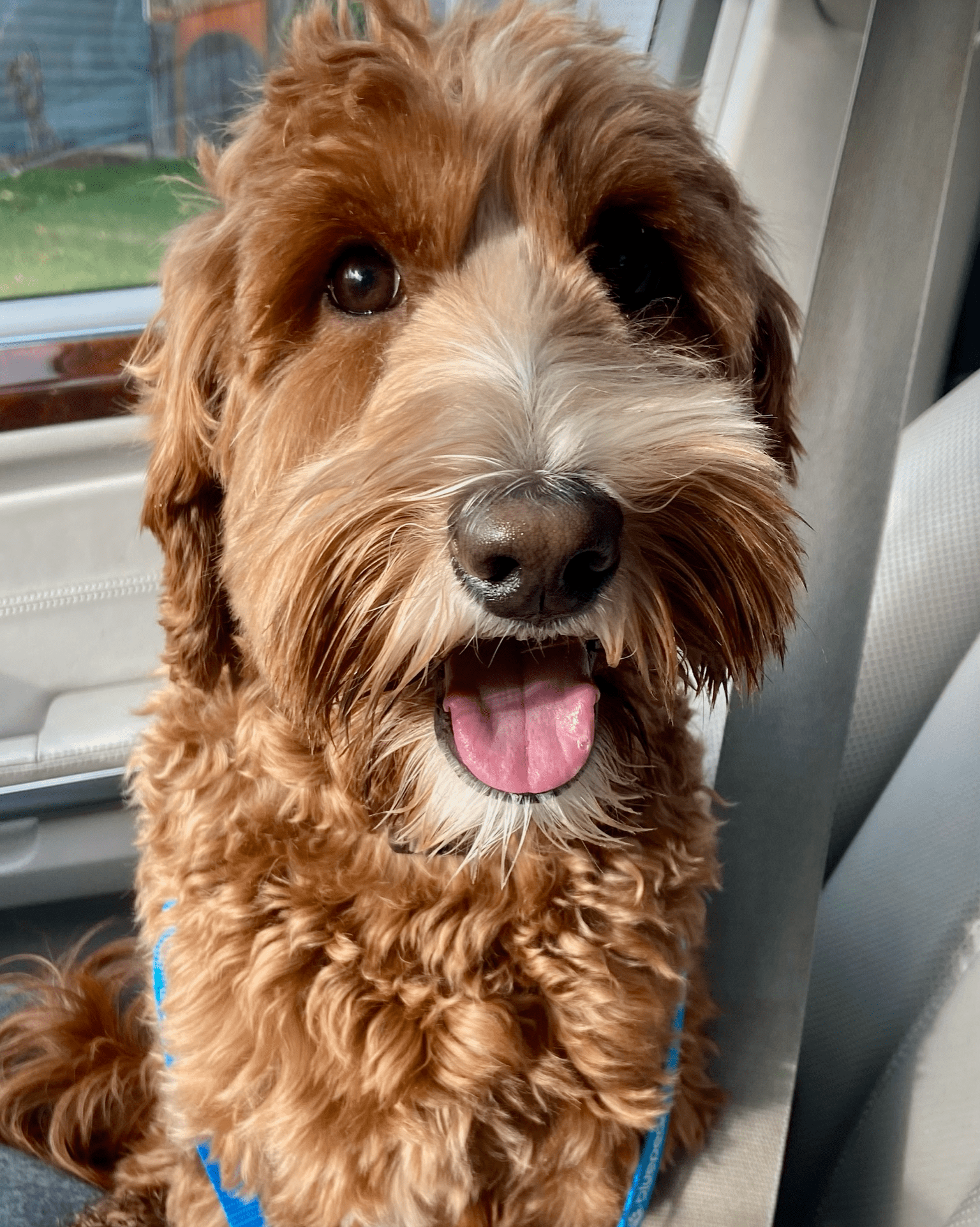 Moonlit acres hotsell australian labradoodles